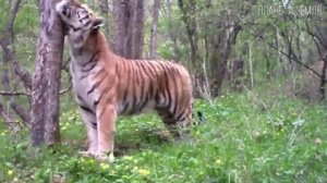 Амурский тигр_ Могучий хозяин Тайги _ Интересные факты про тигров