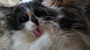 Шкодливые кошки, торжественный приезд и отличное настроение