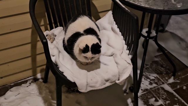 Котопозитив ждёт весну 🐈⬛ смотреть онлайн