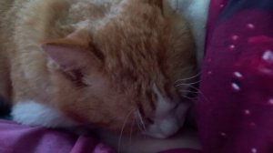 Обеденный сон Рыжего