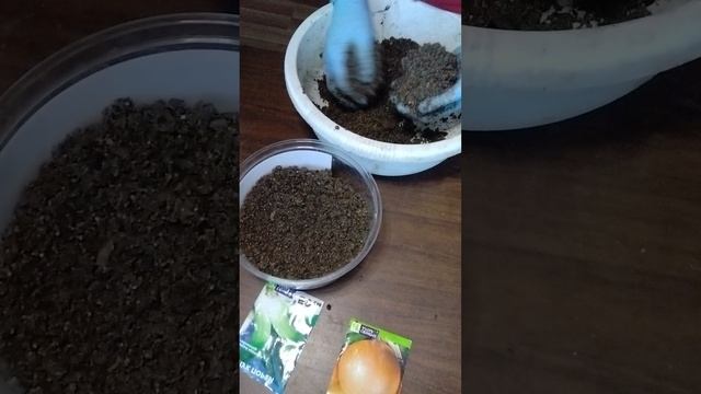 💥сеем лук на рассаду 🧅 смотреть онлайн