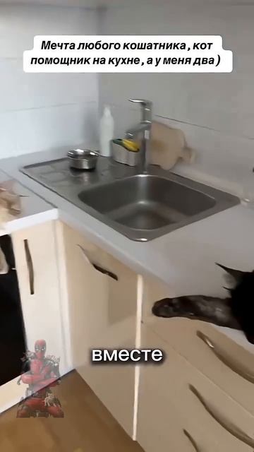 Добрых выходных МмНне 🤣🤯😼🫶😎