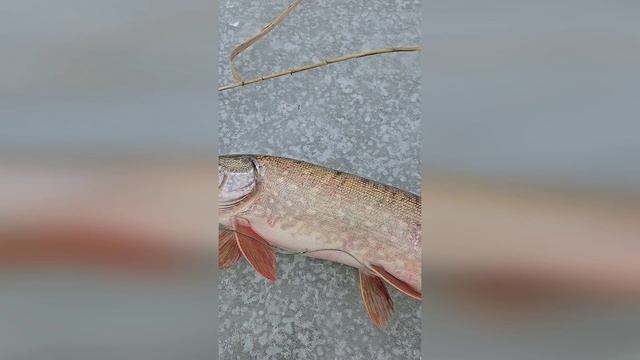 Зимняя Рыбалка на Щуку 👍Рыбалка в Дагестане👍 Зимняя Рыбалка на Щуку 👍Рыбалка в Дагестане👍