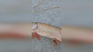 Зимняя Рыбалка на Щуку 👍Рыбалка в Дагестане👍