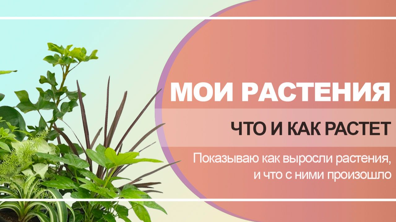 1. Что и как растет, чего нового.