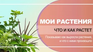 1. Что и как растет, чего нового.