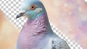 стендофф видео от голубья