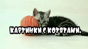 Картинки с котятами.