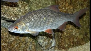 Три поцелуя Сатурна. 19.02.26.