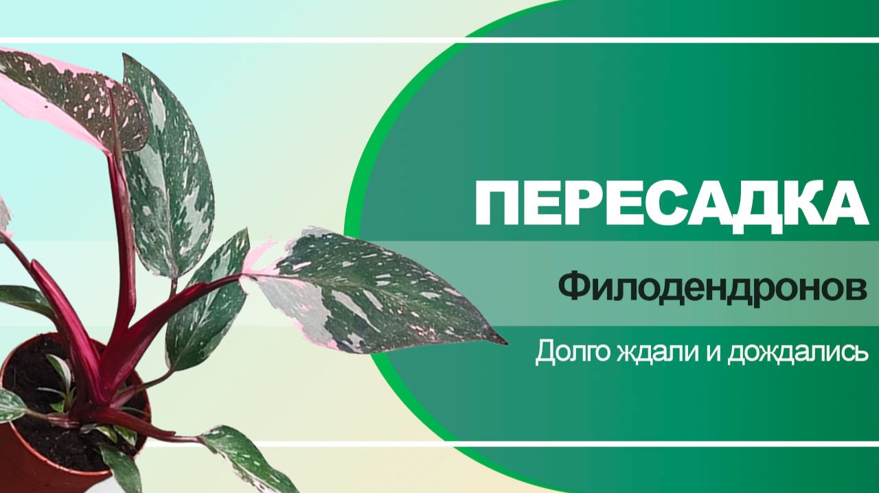 Пересадка. Пересаживаю деток филодендрона Розовая принцесса