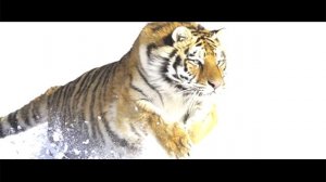 ГДЕ ЖИВУТ ТИГРЫ - ИНТЕРЕСНЫЕ ФАКТЫ О ЖИВОТНЫХ