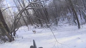 БУХ))) Охота на зайца.