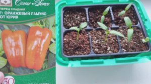 Шок!!! Взрывной рост семян перца сладкого. Отличная всхожесть семян.