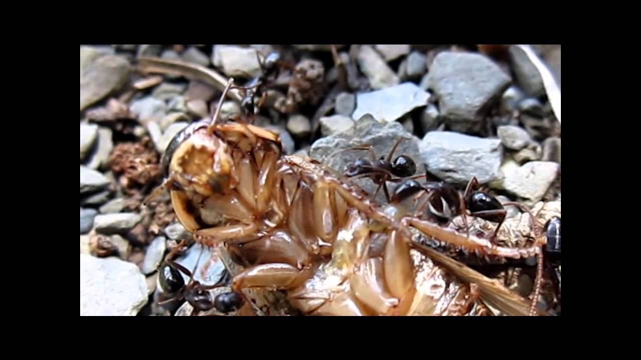 Camponotus aethiops, Ларс смотреть онлайн