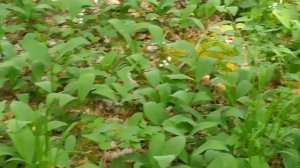 Орхидея Дамская туфелька