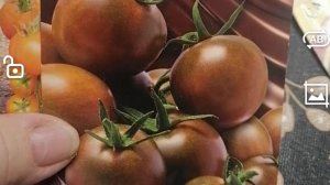 Томаты которые посею в 2026 году