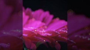 Talitha-Andzrevayin Տալիթա- Անձրևային