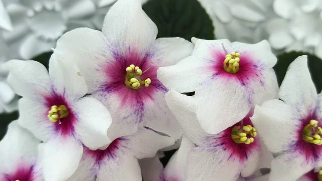 Фиалка Dn-Bora-Bora