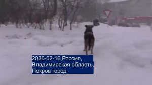 Собачья жизнь в Покрове -городе Владимирской области Российской Федерации