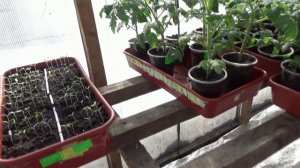 Какие этапы проходит у меня рассада томатов от посева до цветения.