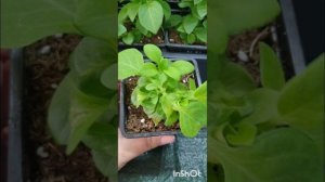 Показываю как прищипываю петунию! ✂️🌱