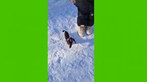 23-02-2026 Esya777 выгуливает и тренирует свою собаку бади