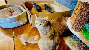 УРА! Рыжий котёнок Персик вылез из коробки и сделал свои ПЕРВЫЕ ШАГИ ПО дому)))