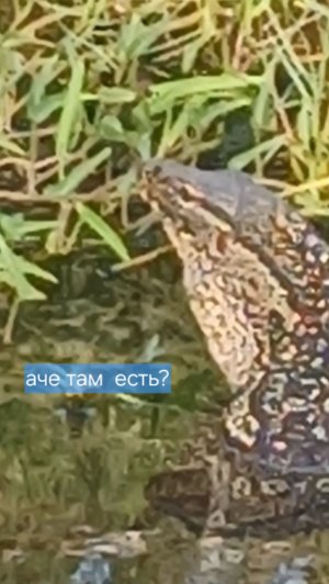 Я СДЕЛАЛ СВОЕМУ КОТУ ОДЕЖДУ ДОКТОРА!#продолжение следует#