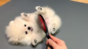 ЗАБАВНЫЙ МИЛЫЙ ЩЕНОК 🐕: Я ведь не сделал ничего плохого, не так ли? РЕАКЦИЯ