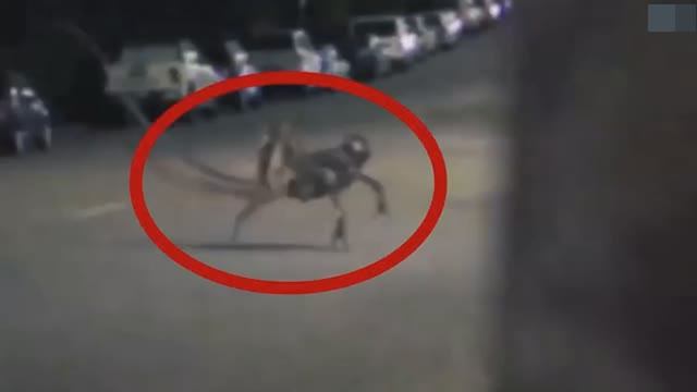 Охотничья камера сняла СУЩЕСТВ ВНЕЗЕМНОГО происхождения. смотреть онлайн