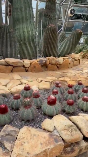 Vinpearl, Павильон кактусов, Нячанг, Вьетнам, Февраль 2026 г. смотреть онлайн