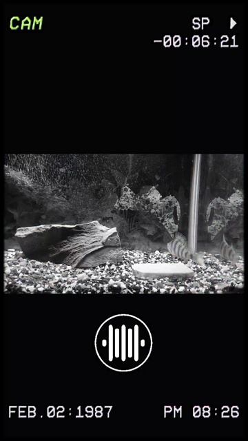 🫧Окунь Валерка 🐠 🫧Окунь Валерка 🐠