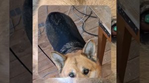 1000049163.mp4 (Собака наблюдает за устройством лестницы на 2 этаж в доме А-фрейм)