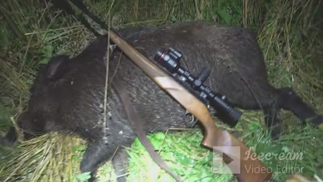 удачная охота на кабанчика с тепловизорным прицелом.выстрел более 150 метров смотреть онлайн