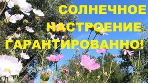 БОЖЕСТВЕННОЕ ПЕНИЕ ЛЕСНЫХ ПТИЦ ИСЦЕЛЯЕТ ДУШУ ОТ ТРЕВОГ.НЕРВНАЯ СИСТЕМА УСПОКАИВАЕТСЯ,НАСТУПАЕТ ПОКОЙ