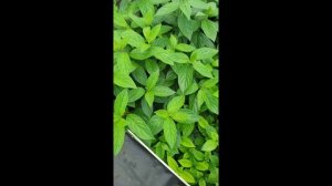 23.02.26г.Архивное видео 2025г.Какое качество гортензий мы выращиваем на продажу