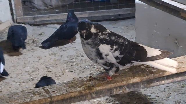 1000108433.mp4С праздником всех. Голуби И.Т. 23.02.2026. смотреть онлайн