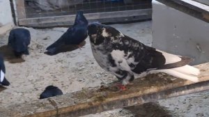 1000108433.mp4С праздником всех. Голуби И.Т. 23.02.2026.