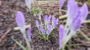 Крокусы просыпаются