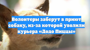 Волонтеры заберут в приют собаку, из-за которой уволили курьера «Додо Пиццы»