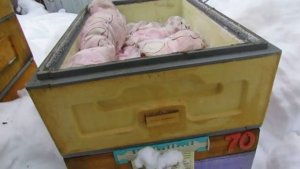 февраль, пока только одна семья берет сироп в феврале из банки, обновление 22.02.2026