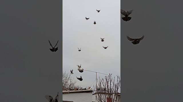 мои голуби, Ростовская область Сальский р-н Андрей (89895013708) продаются смотреть онлайн