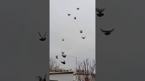 мои голуби, Ростовская область Сальский р-н Андрей (89895013708) продаются