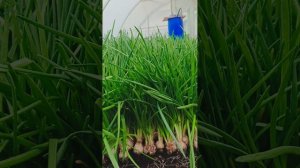 зелёный лук лук на перо
#зелёныйлук #лукнаперо