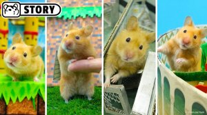Милая и забавная подборка с хомяками #2 🐹 Потрясающие истории о хомяках 🐹 Хомяк Хомура