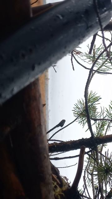 1000007021.mp4 1000007021.mp4