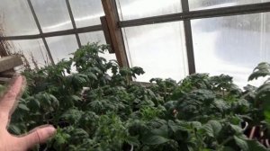 Как избавиться от плесени в рассаде