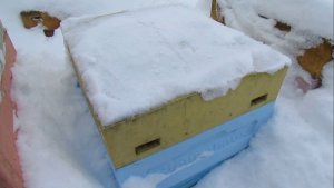 февраль, какой лучше зимний корм , сироп или канди, сравниваю , обновление, 22.02.2026