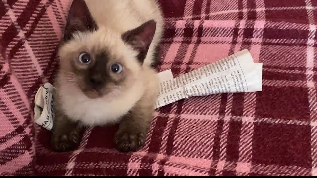 СПАСЛИ И ВЫЛЕЧИЛИ ЛИШЙ! КОРЖИК. смотреть онлайн