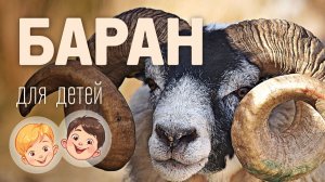 Баран. Видео про животных для детей 3+